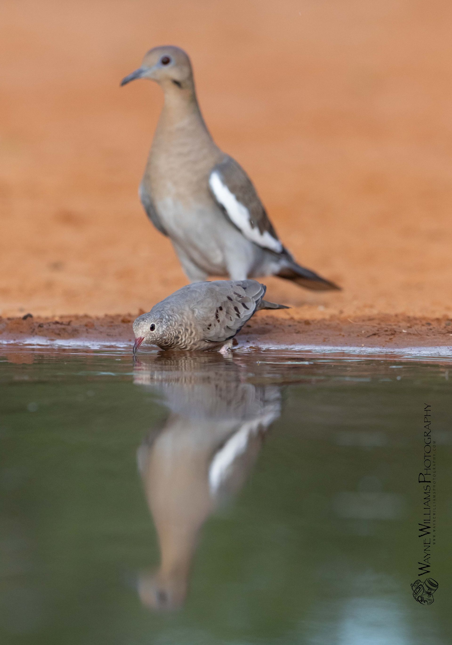 Two birds are drinking water from a pond and their reflection is in the water.