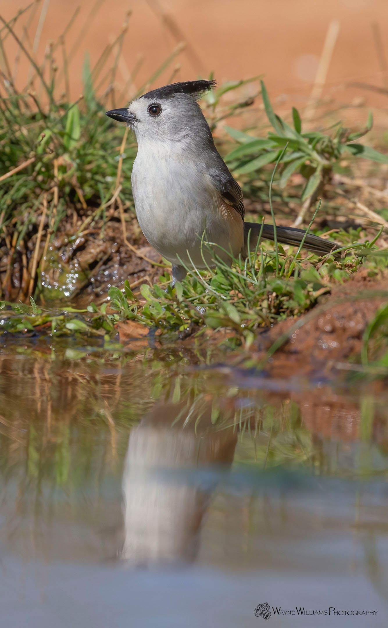 A small white bird is standing next to a body of water.