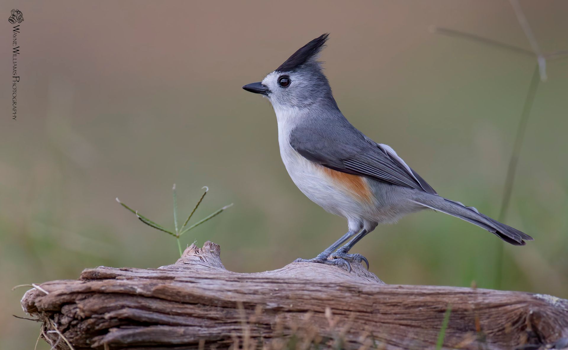 A small bird is perched on a piece of wood.
