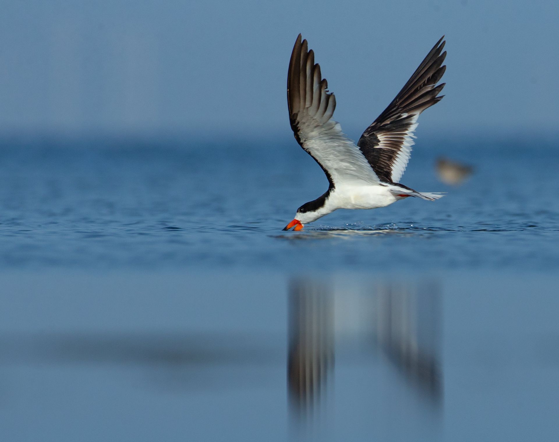 A bird with a long beak is standing in the water.