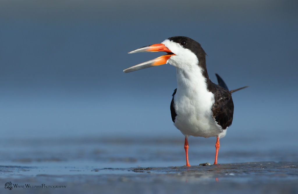 A black and white bird is standing in the water with its beak open.