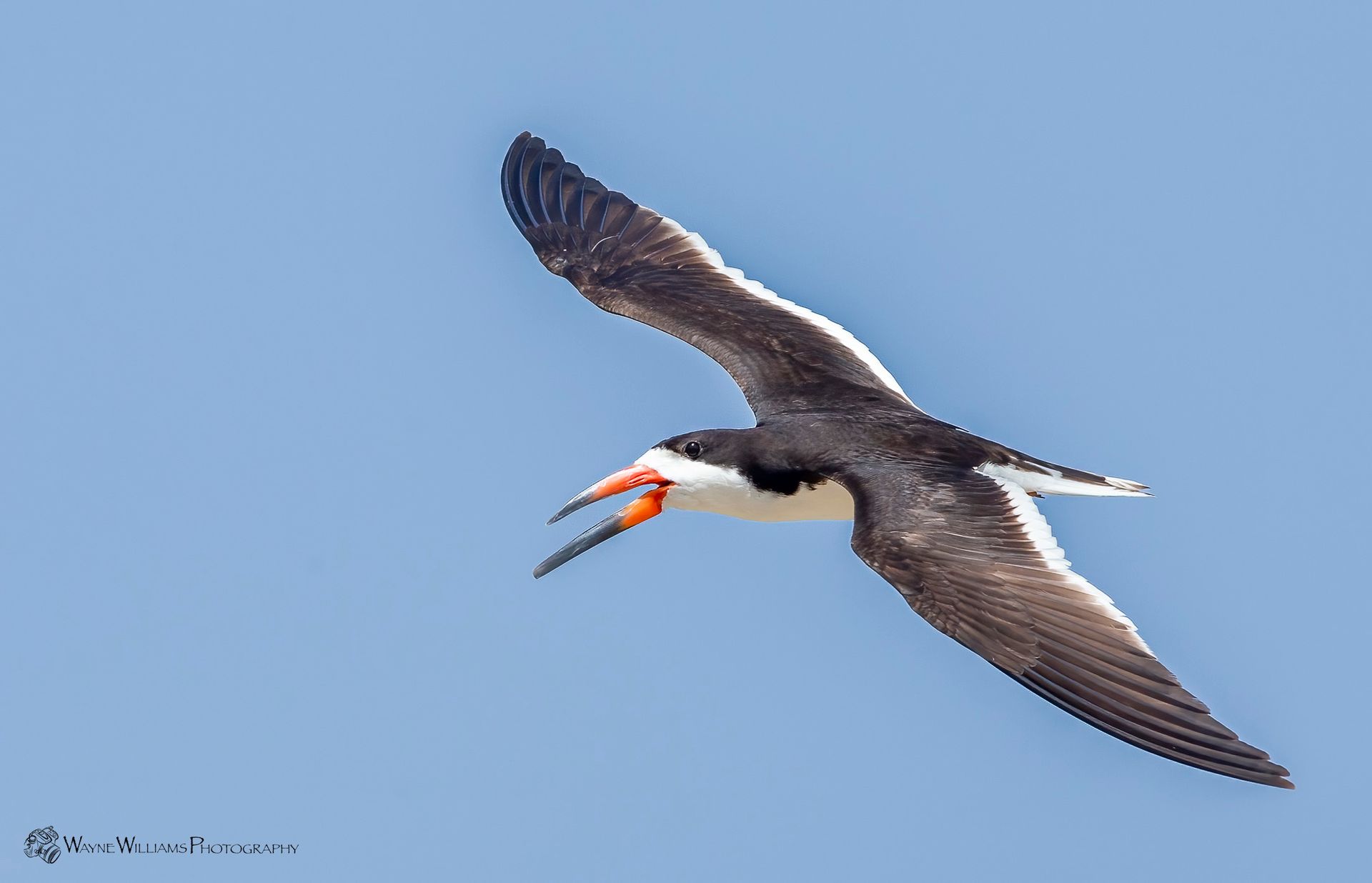 A bird is flying in the sky with a fish in its beak