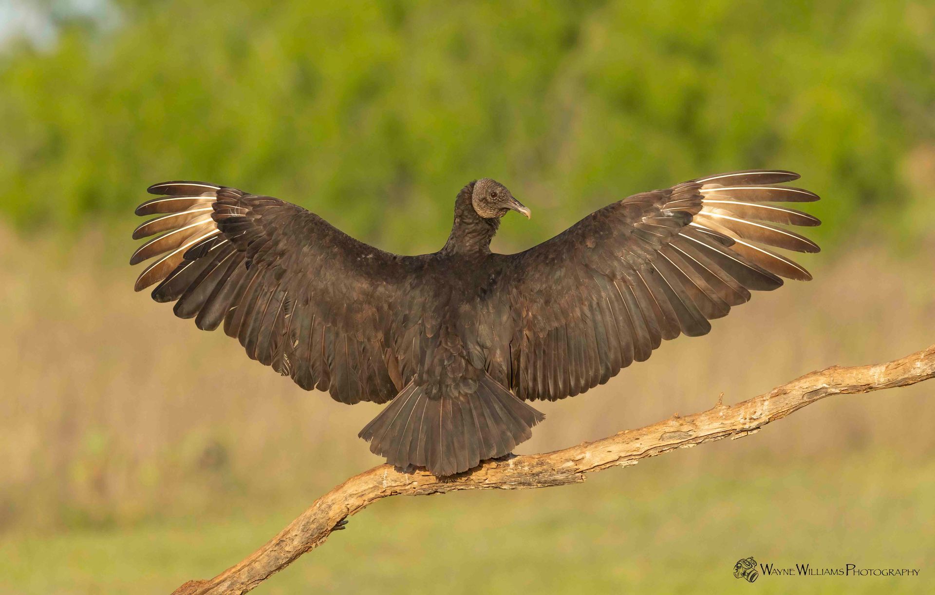 A black bird is perched on a branch with its wings spread.