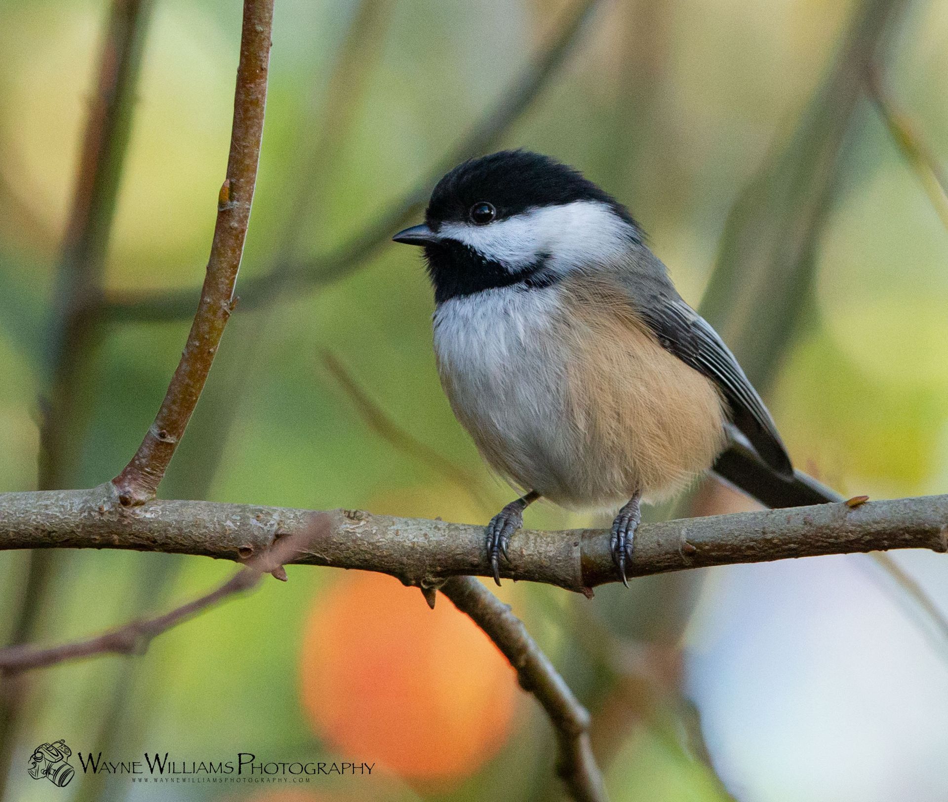 A small bird perched on a tree branch