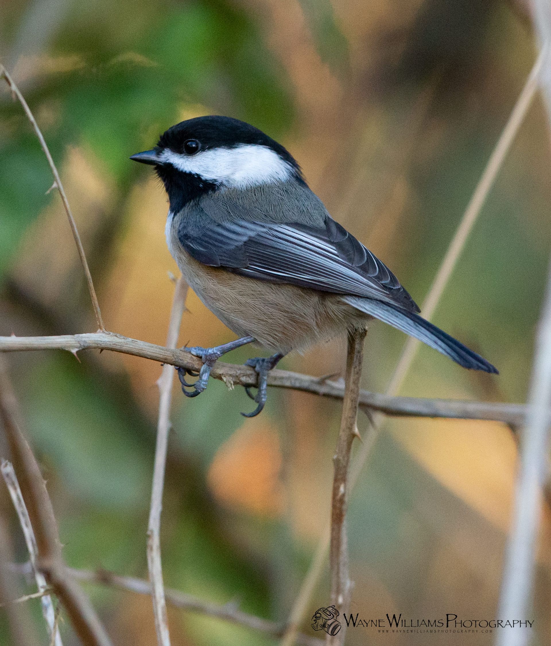 A small black and white bird perched on a tree branch