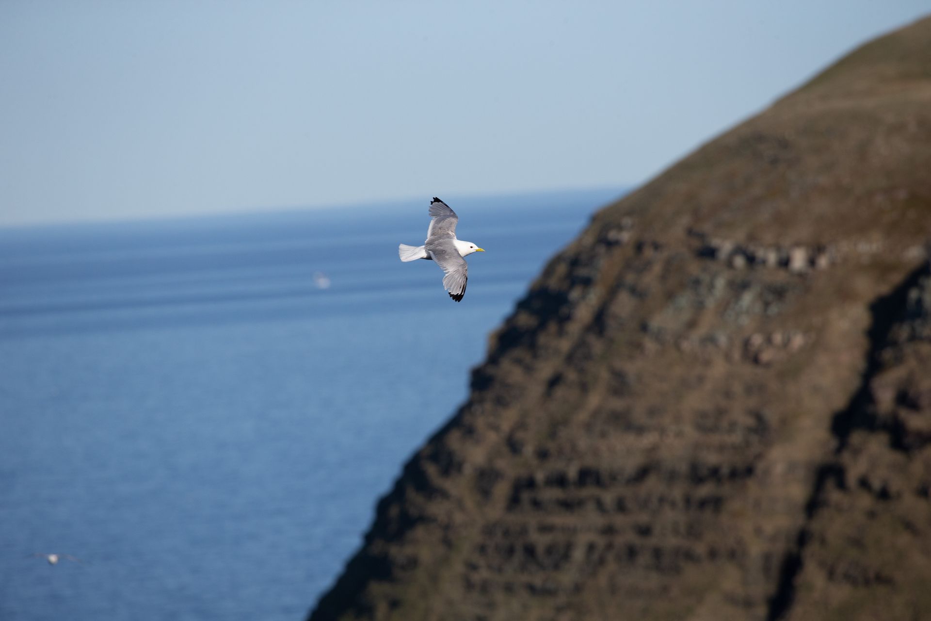 A seagull is flying over a rocky cliff overlooking the ocean