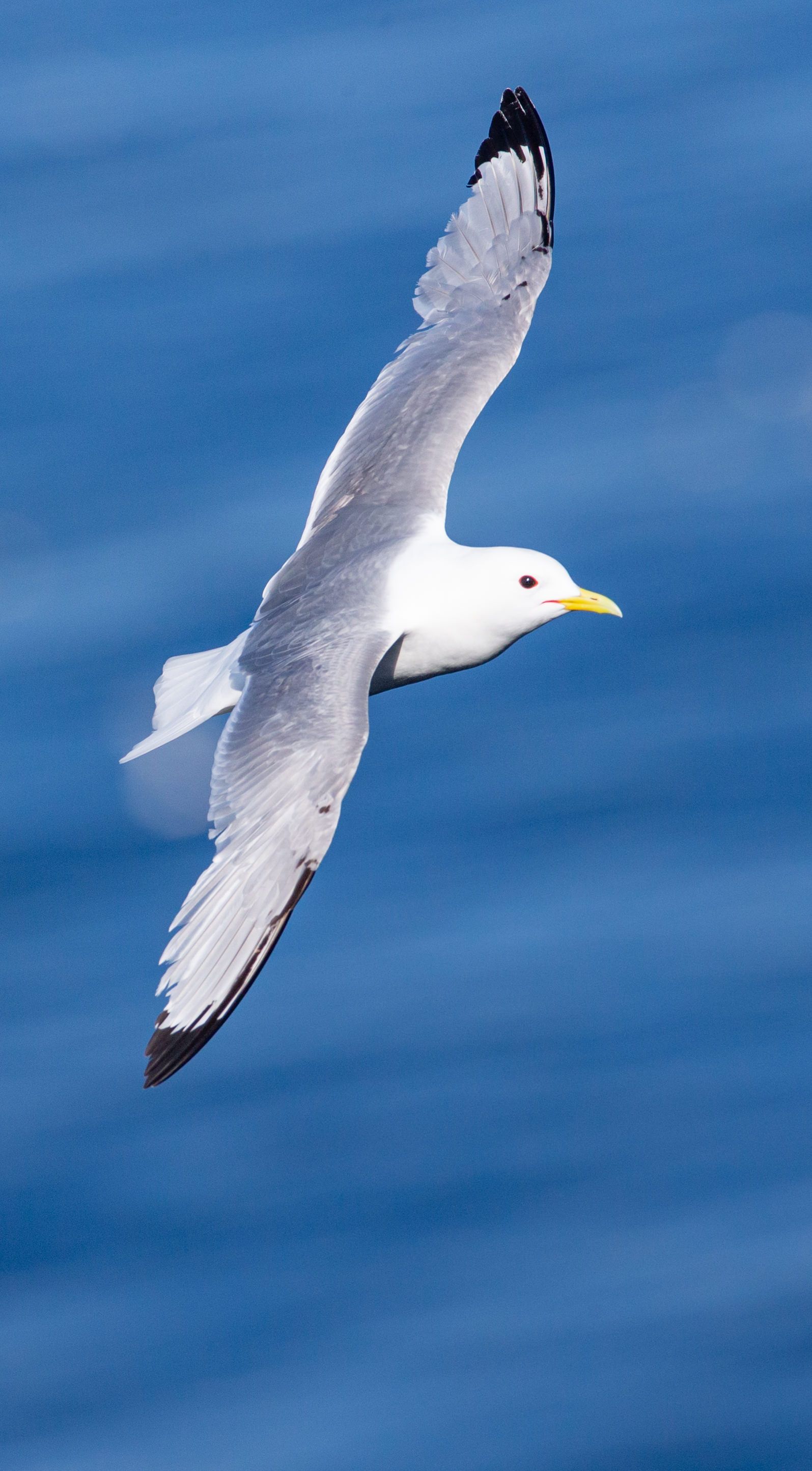 A seagull with a yellow beak is flying over the ocean