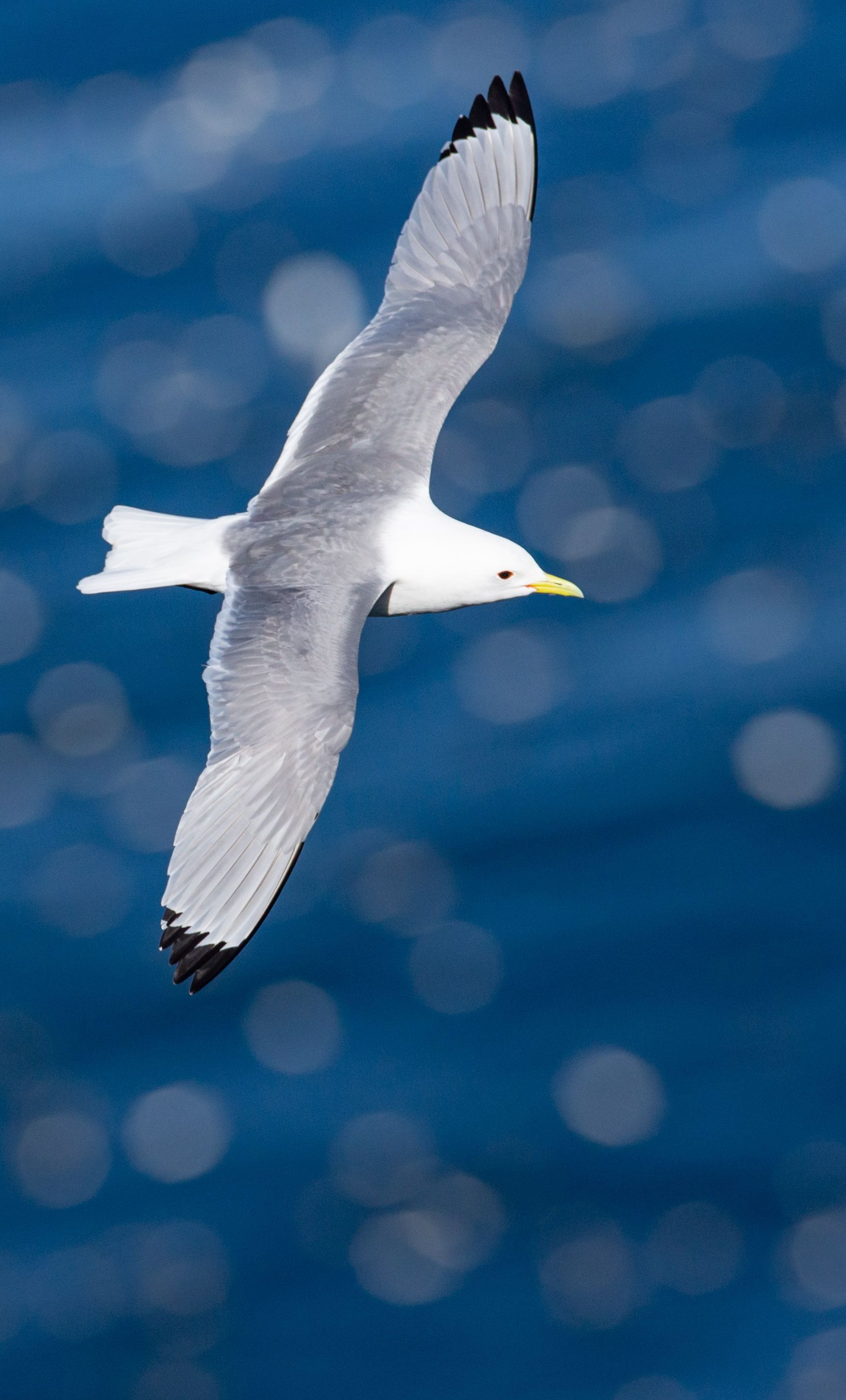 A seagull is flying over a body of water