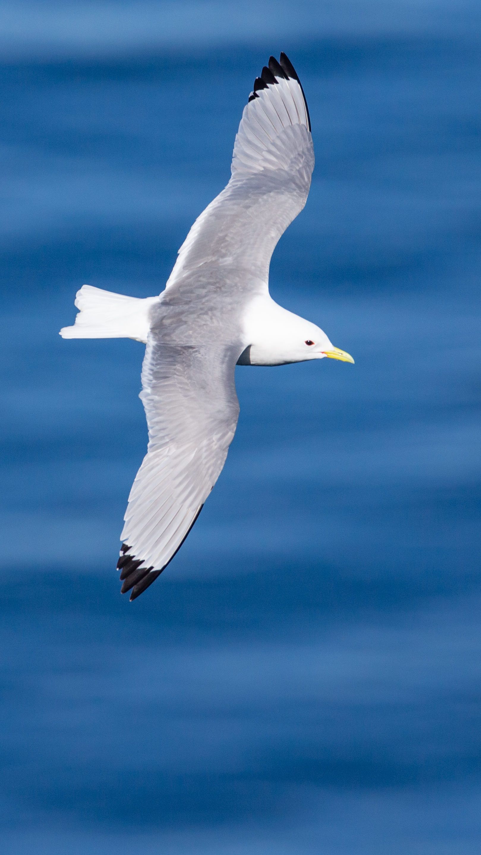 A white seagull with a yellow beak is flying over the ocean