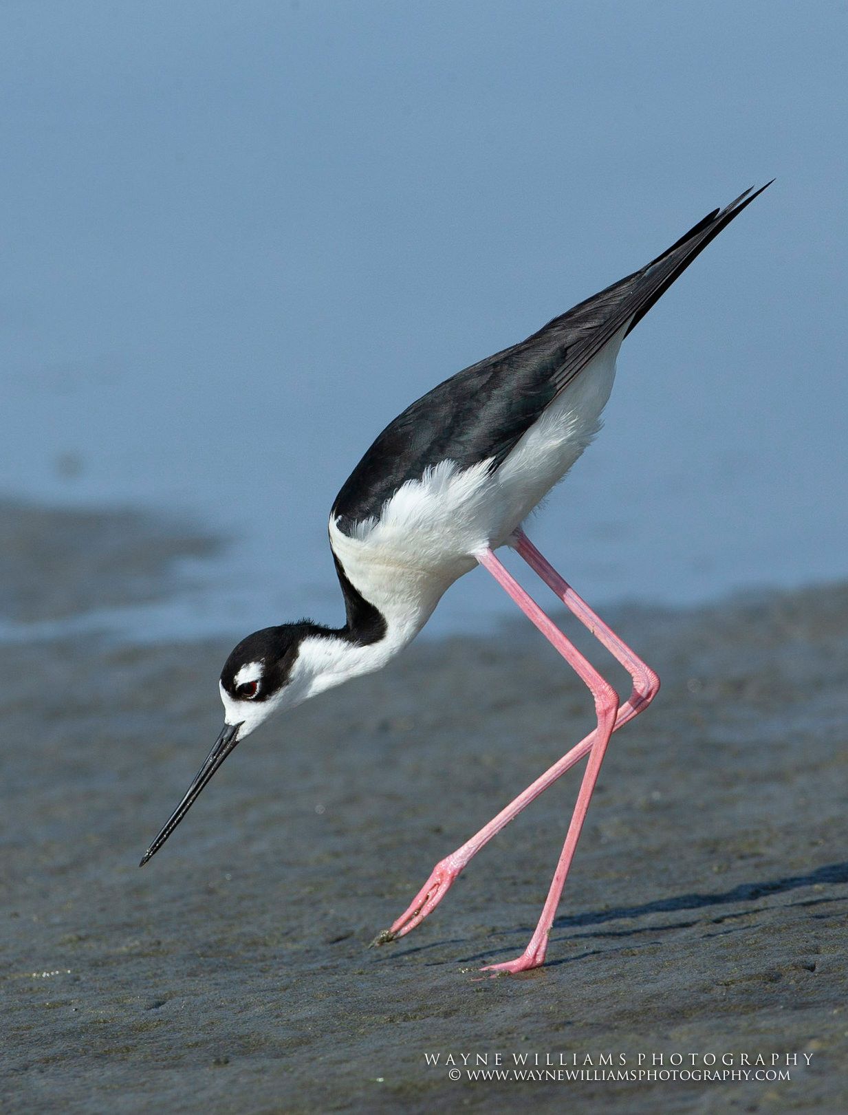 A black and white bird with pink legs is standing on a beach