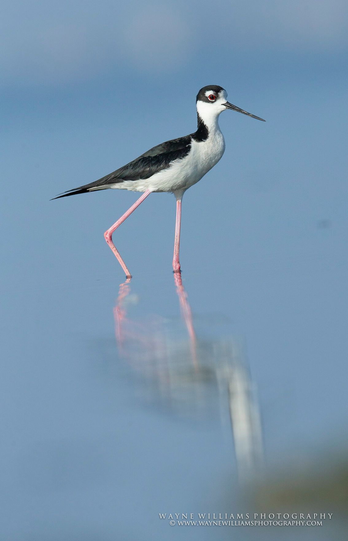 A black and white bird with long legs is standing on a pole.