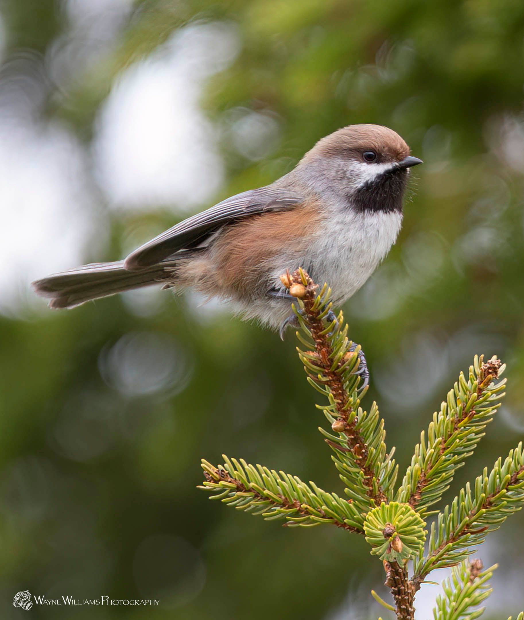 A small bird perched on a branch of a tree.