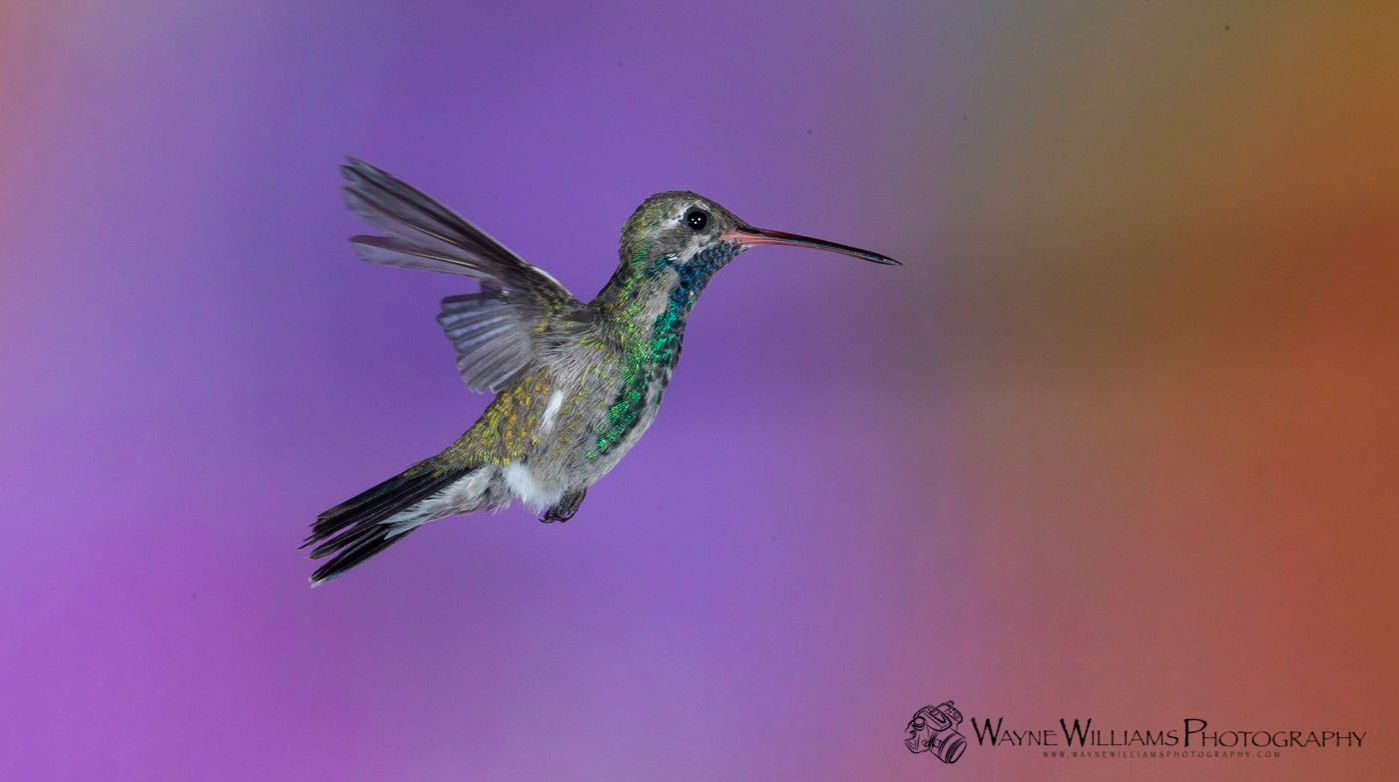 A hummingbird is flying in the air with a purple background.