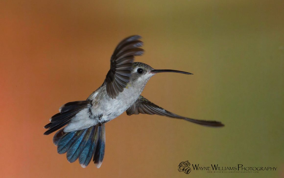 A hummingbird is flying in the air with its wings spread.