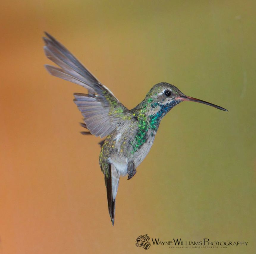 A hummingbird is flying in the air by wayne williams photography