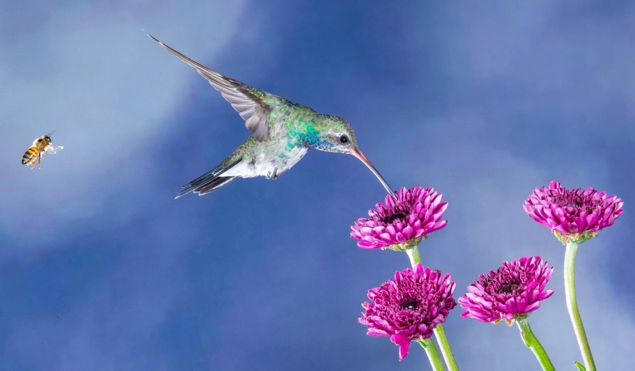 A hummingbird is flying over a bunch of purple flowers.