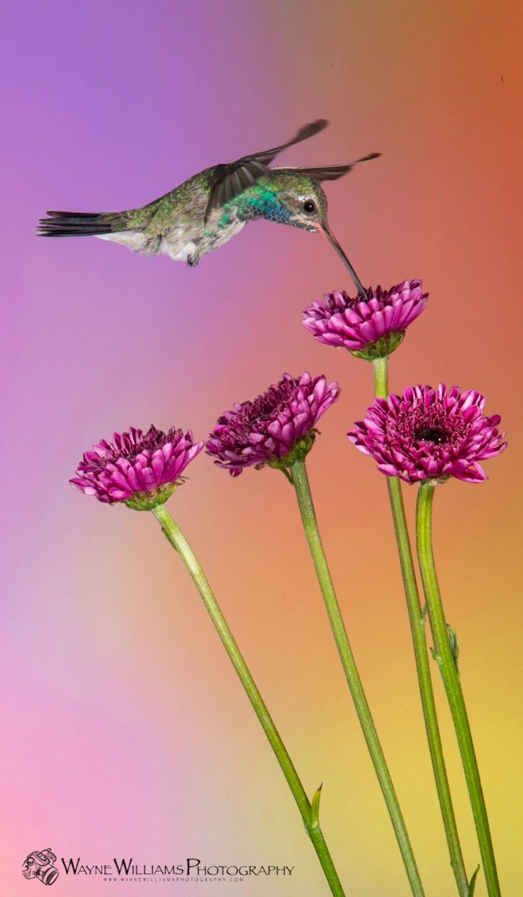 A hummingbird is flying over a bunch of purple flowers