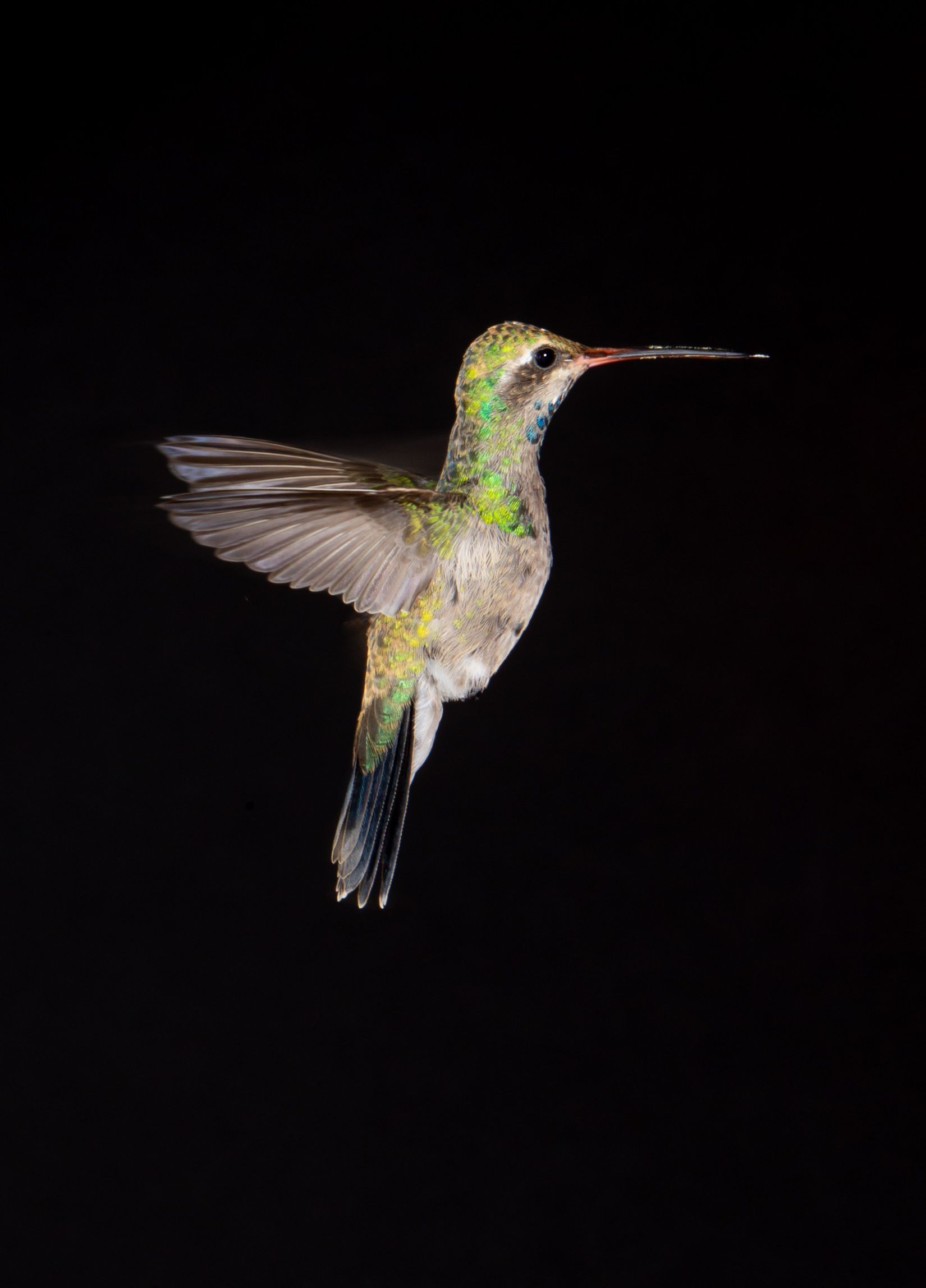 A hummingbird is flying in the dark on a black background.