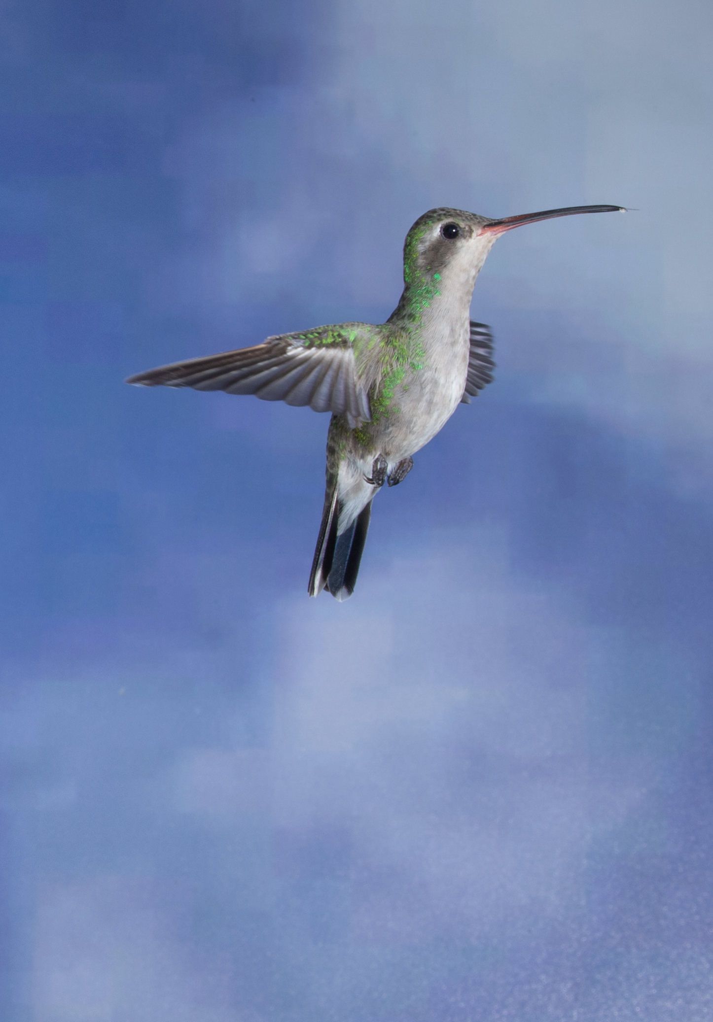 A hummingbird is flying in the sky with its wings spread.