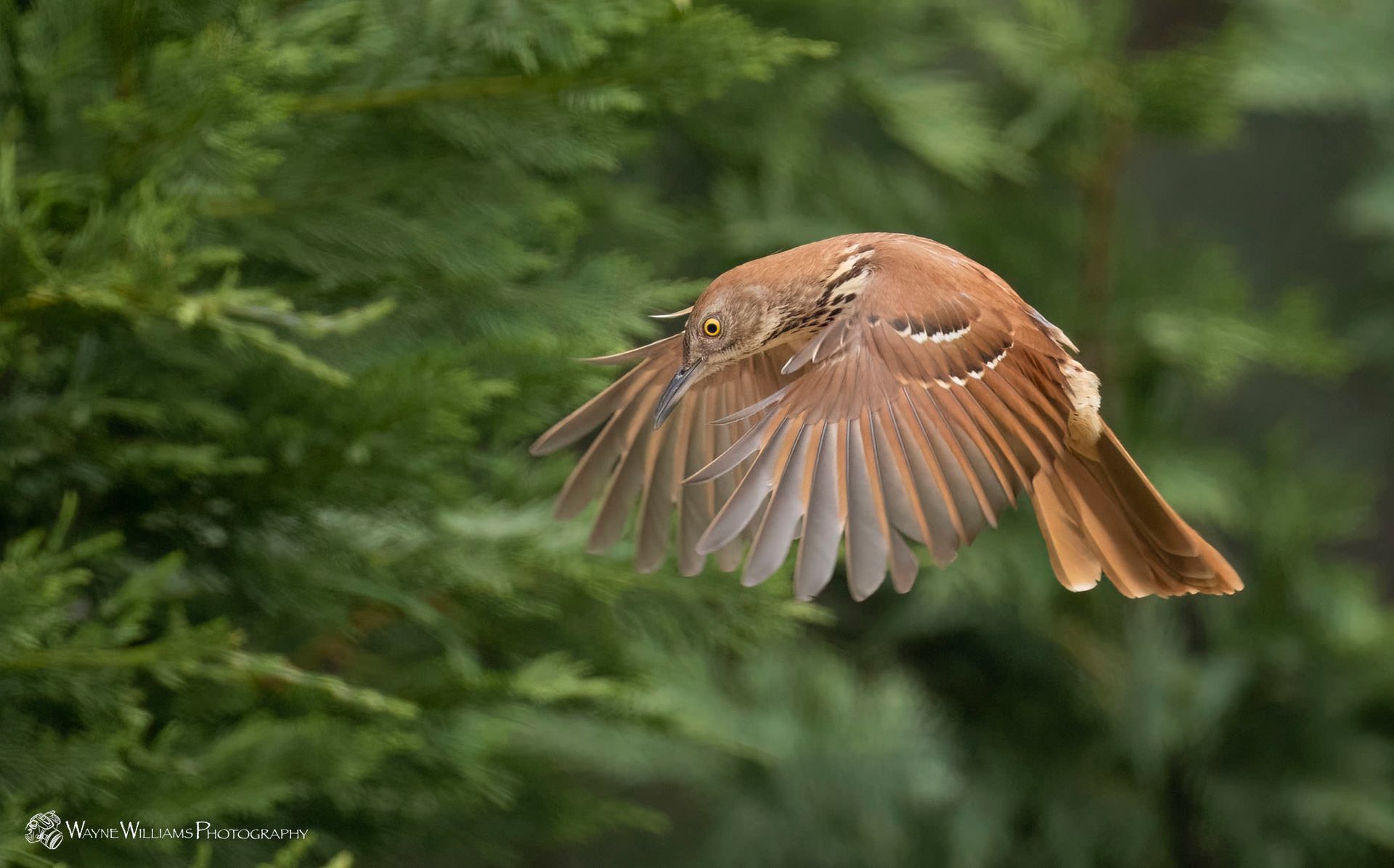 A brown bird is flying in the air with its wings spread.