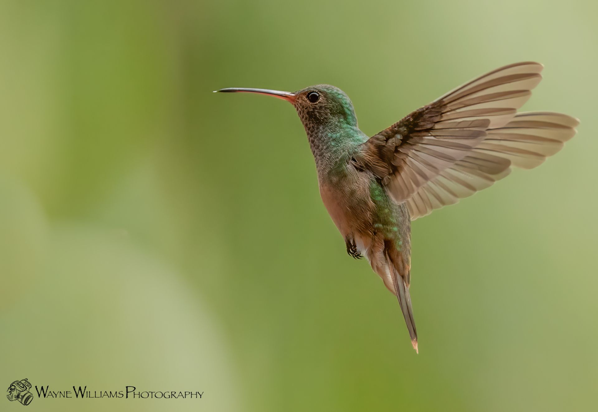 A hummingbird is flying in the air with its wings spread.