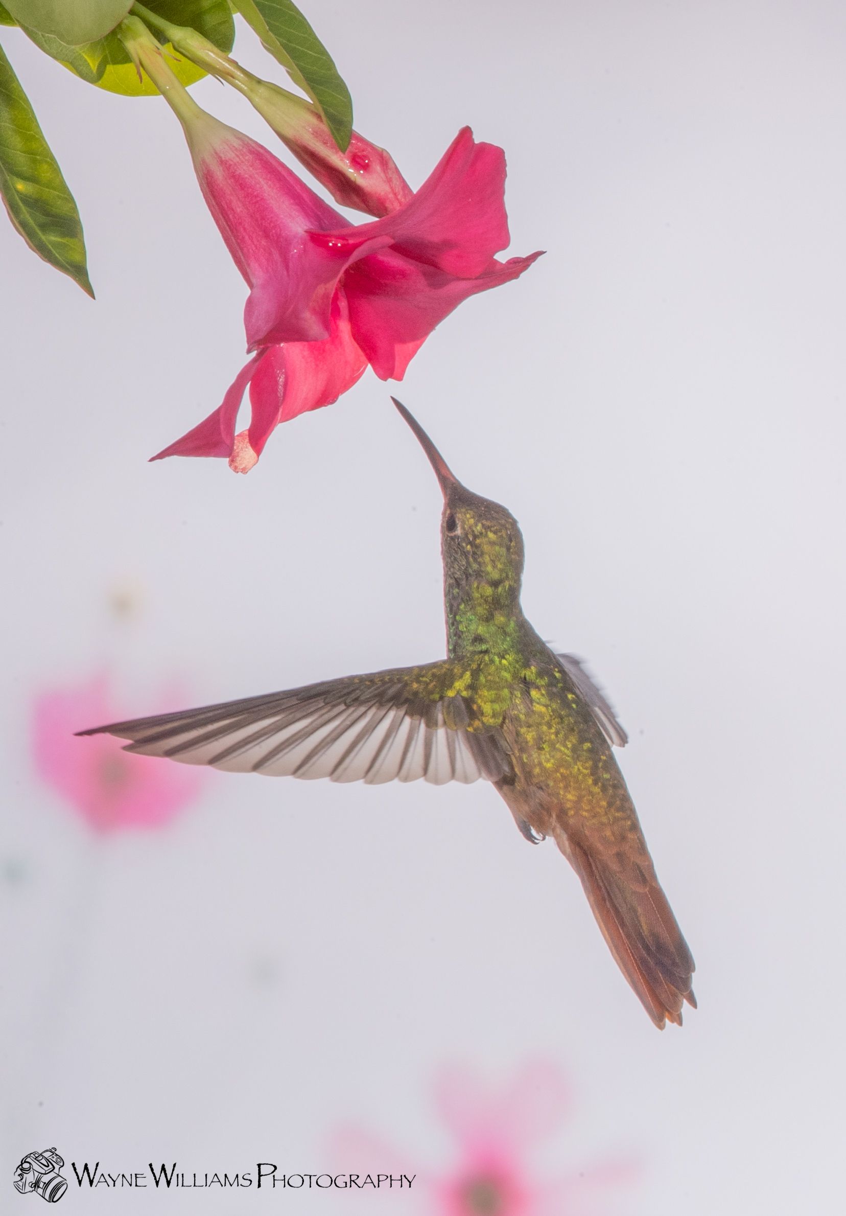 A hummingbird is flying near a pink flower