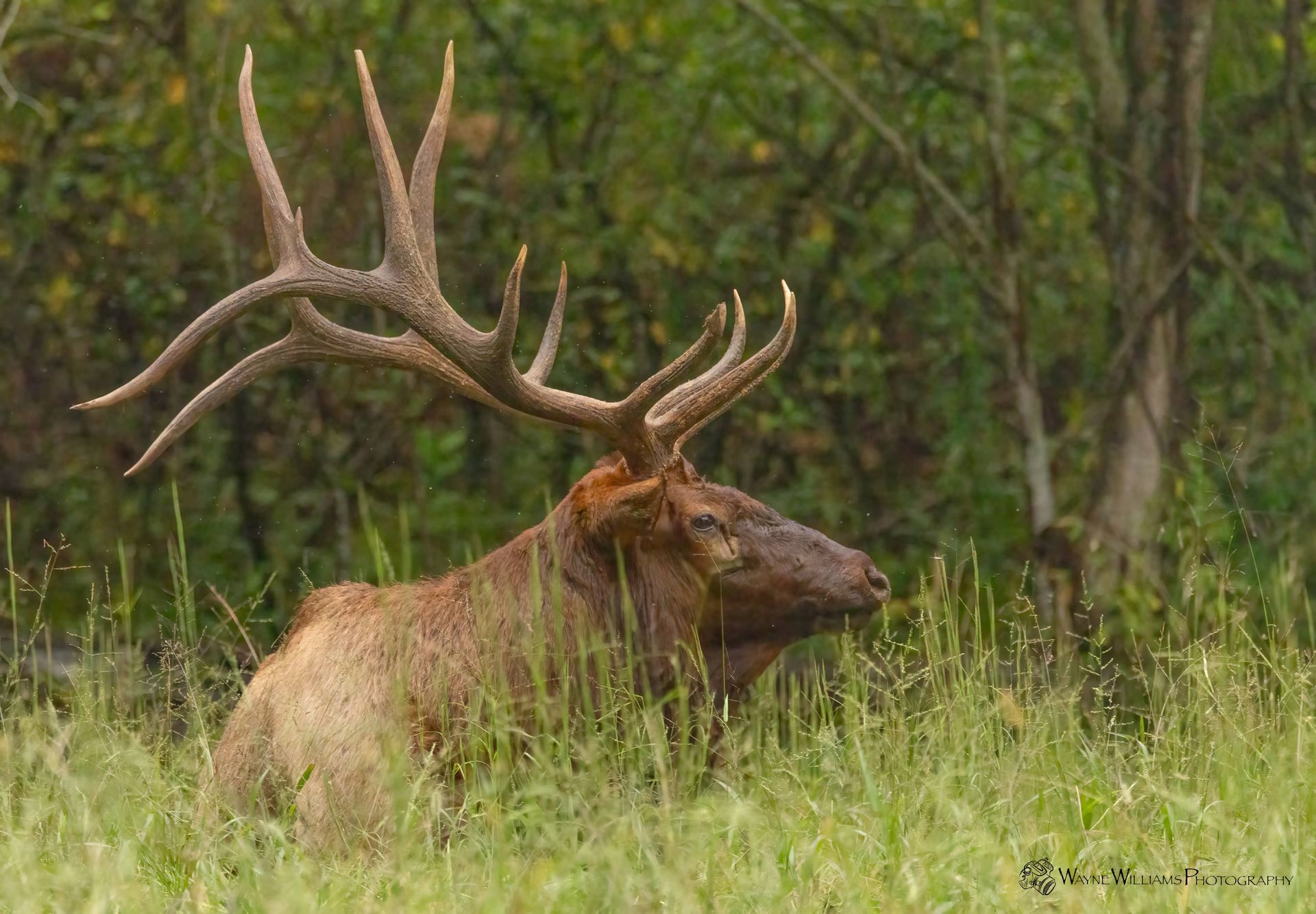 A large elk with antlers is standing in a grassy field.