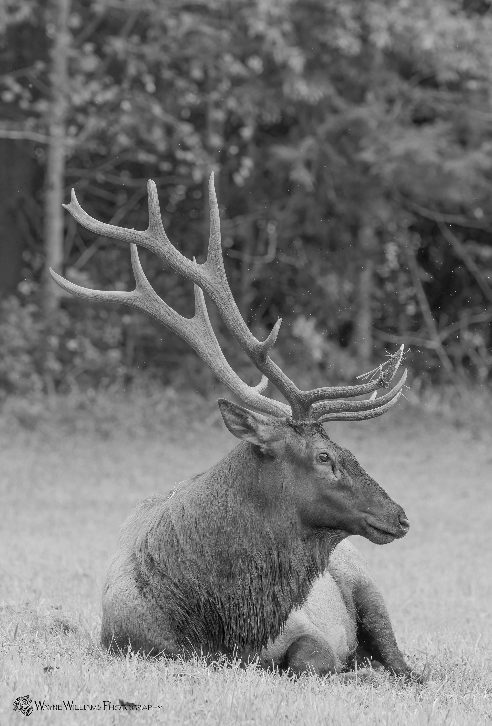 A black and white photo of an elk laying down in the grass.