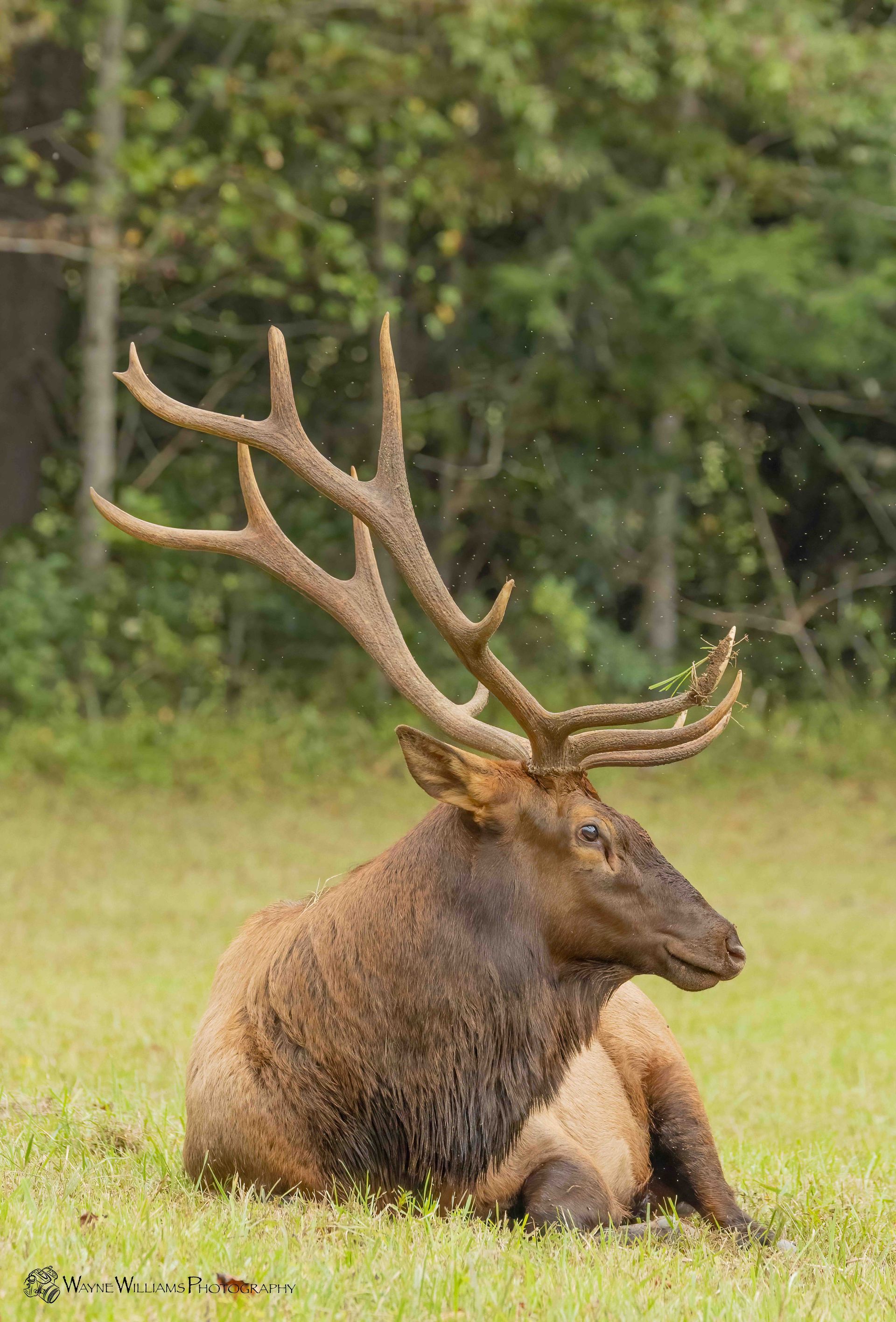 A large elk is laying down in the grass in a field.