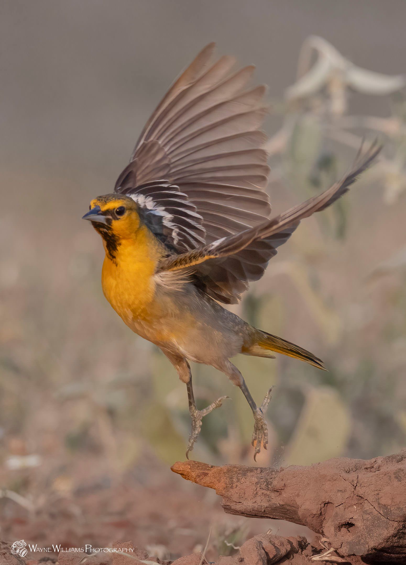 A small bird is standing on a rock with its wings outstretched.