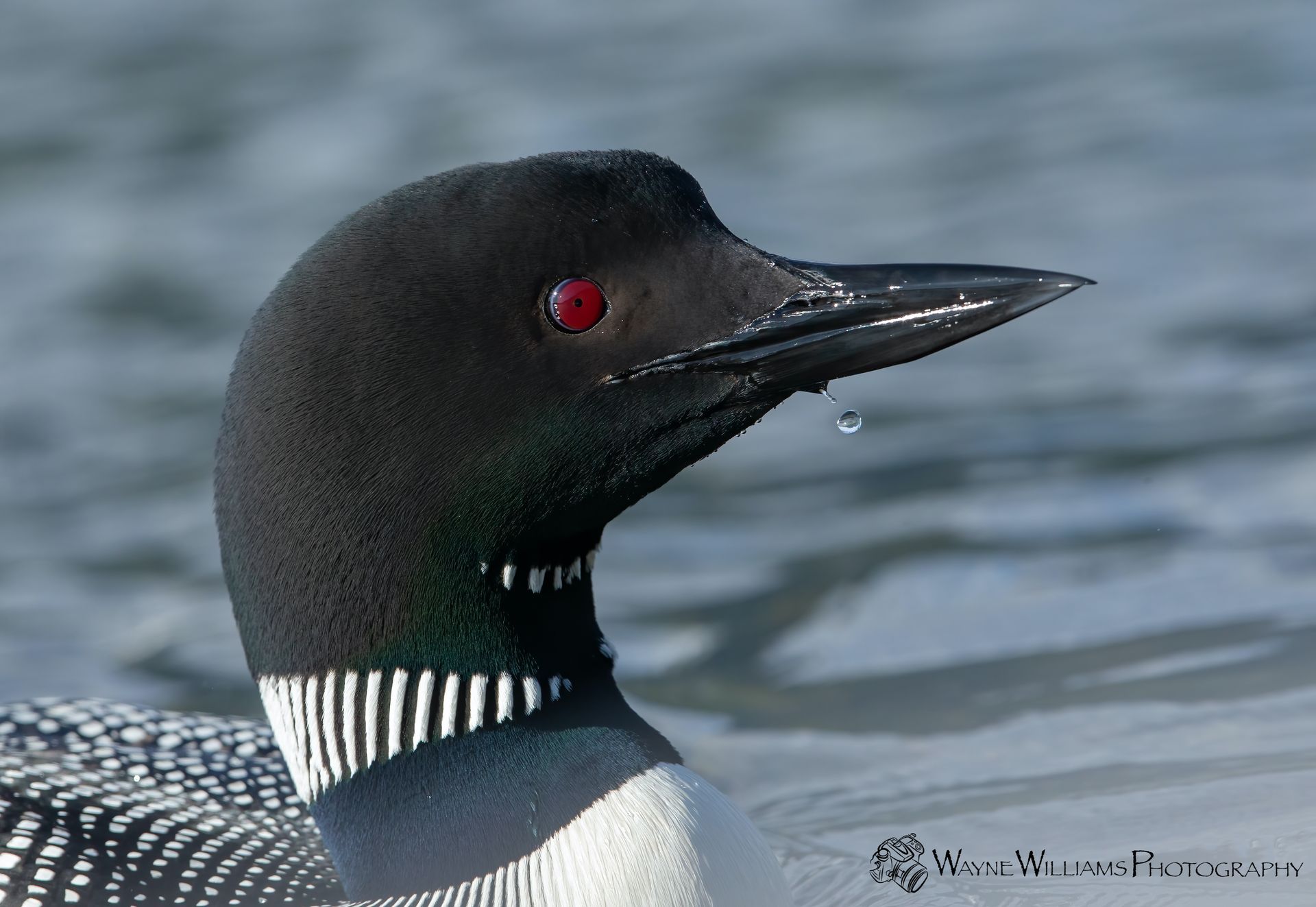 A black and white bird with red eyes is swimming in the water