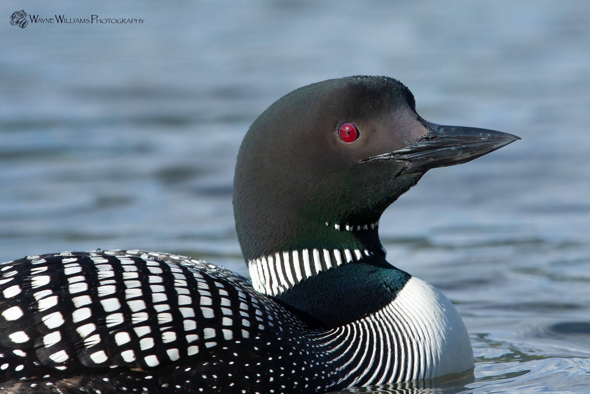 A black and white duck with a red eye is swimming in the water.