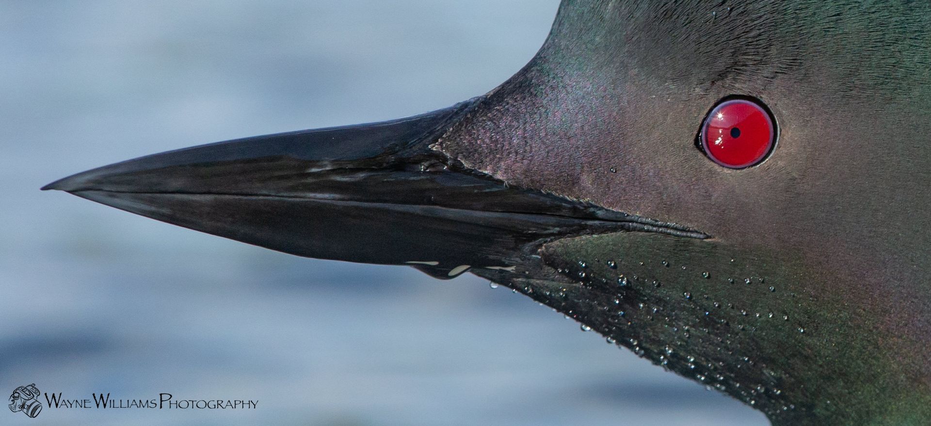 A close up of a bird 's head with red eyes