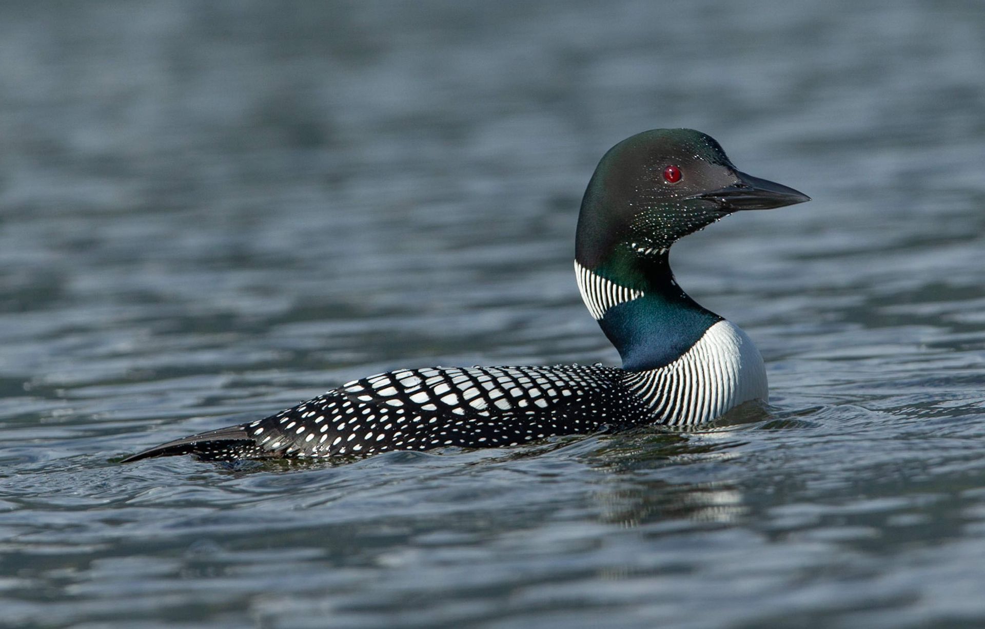 A black and white duck is swimming in the water.