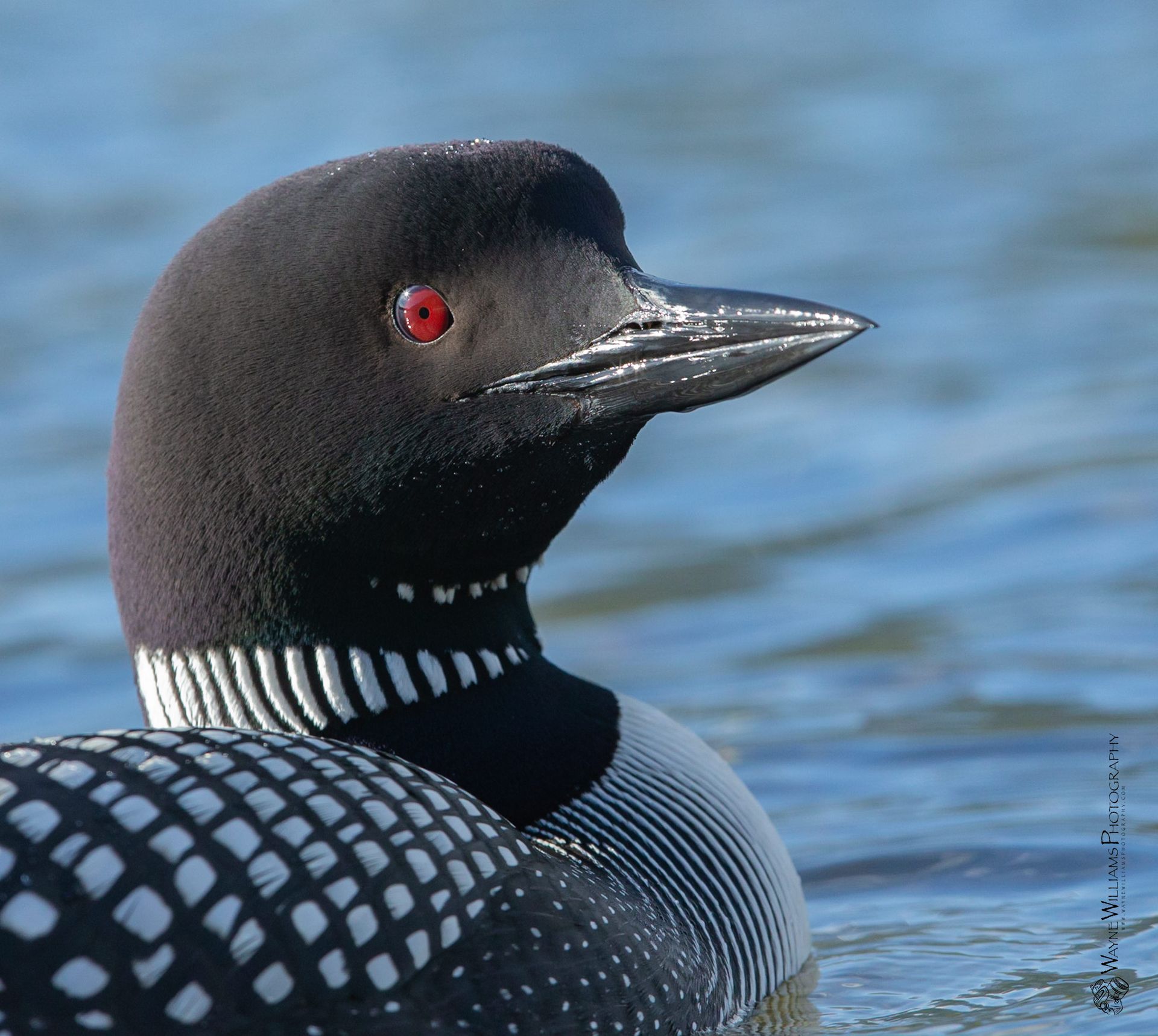 A black and white bird with red eyes is swimming in the water