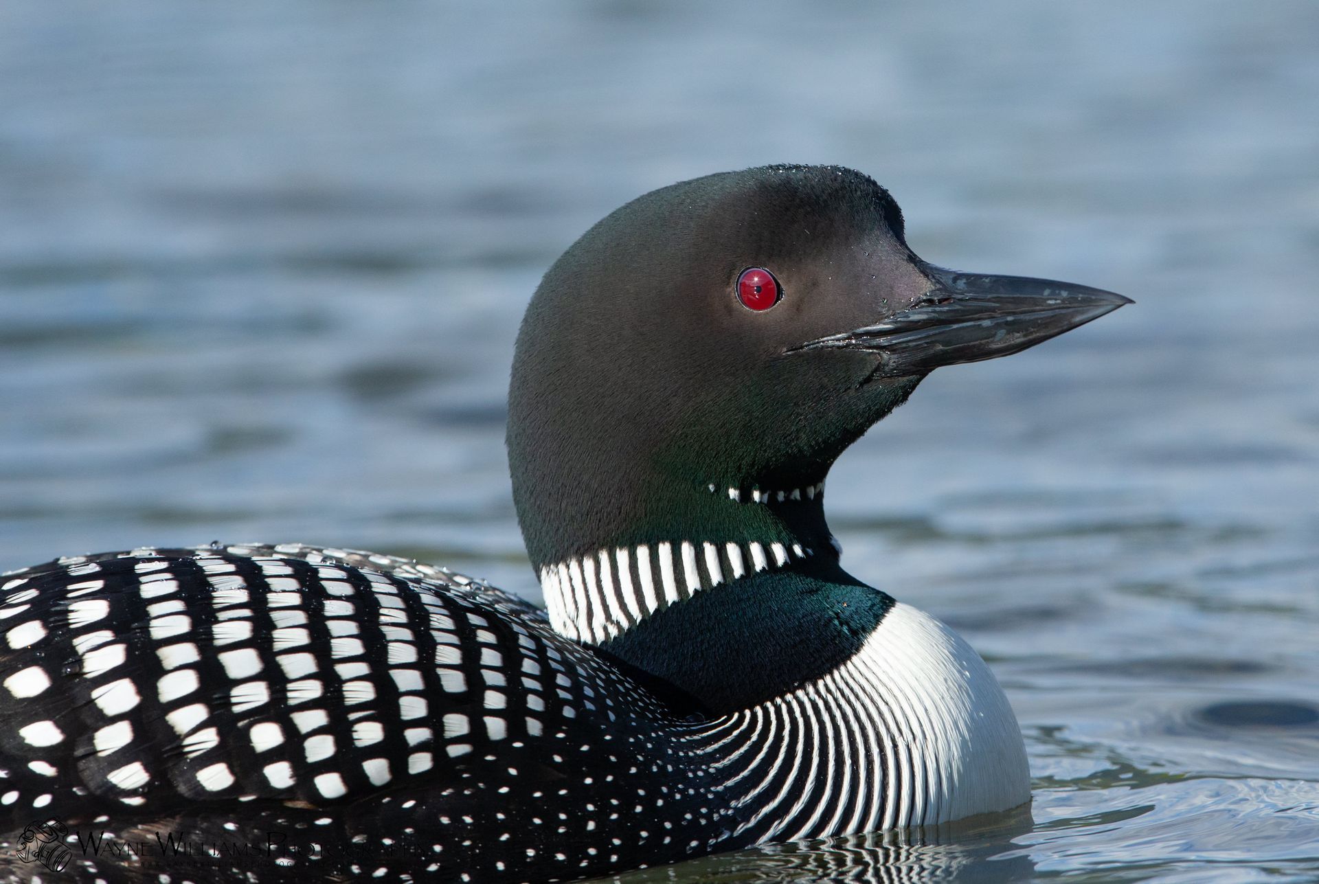 A black and white duck with red eyes is swimming in the water