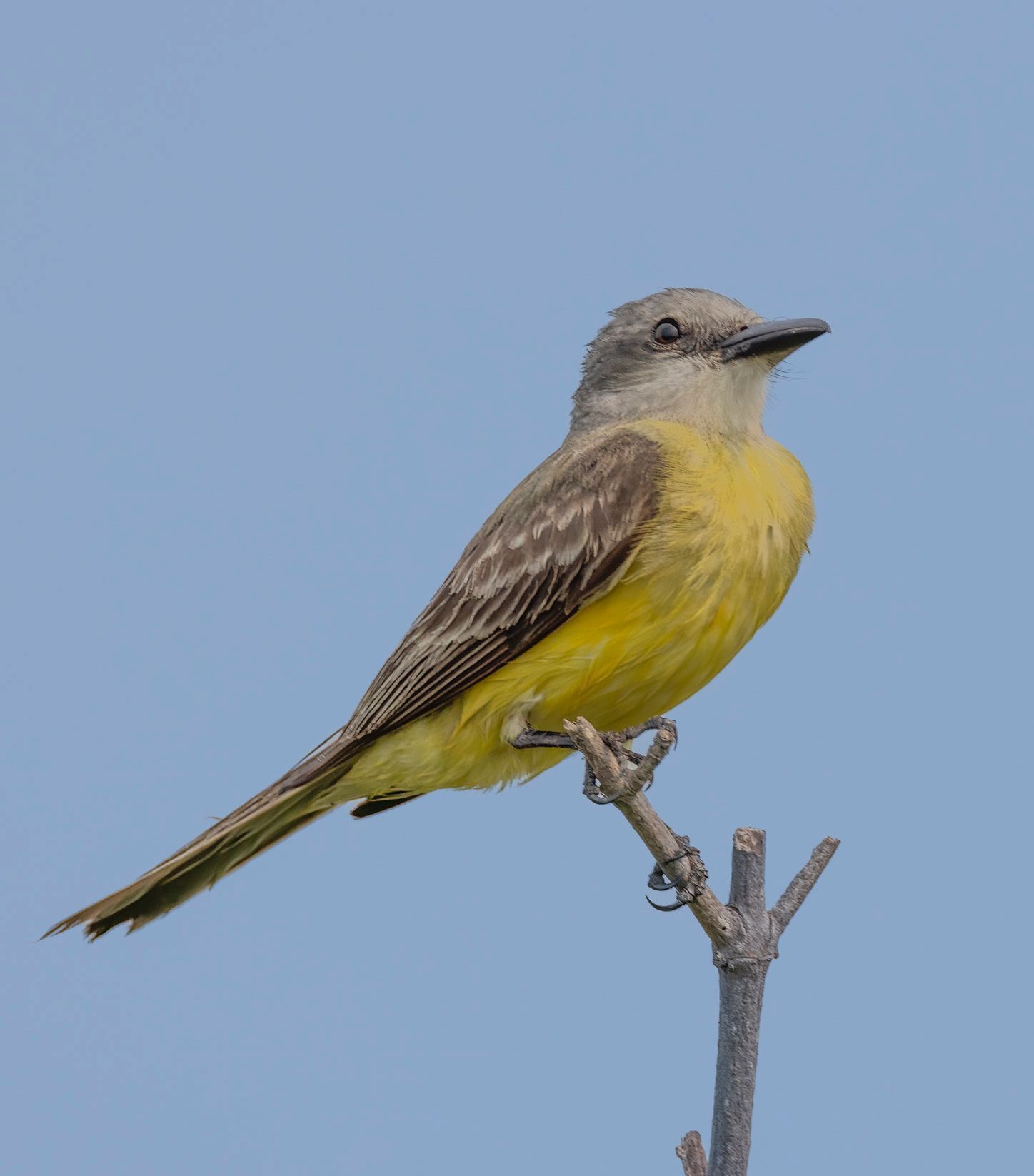 A small yellow bird perched on a tree branch