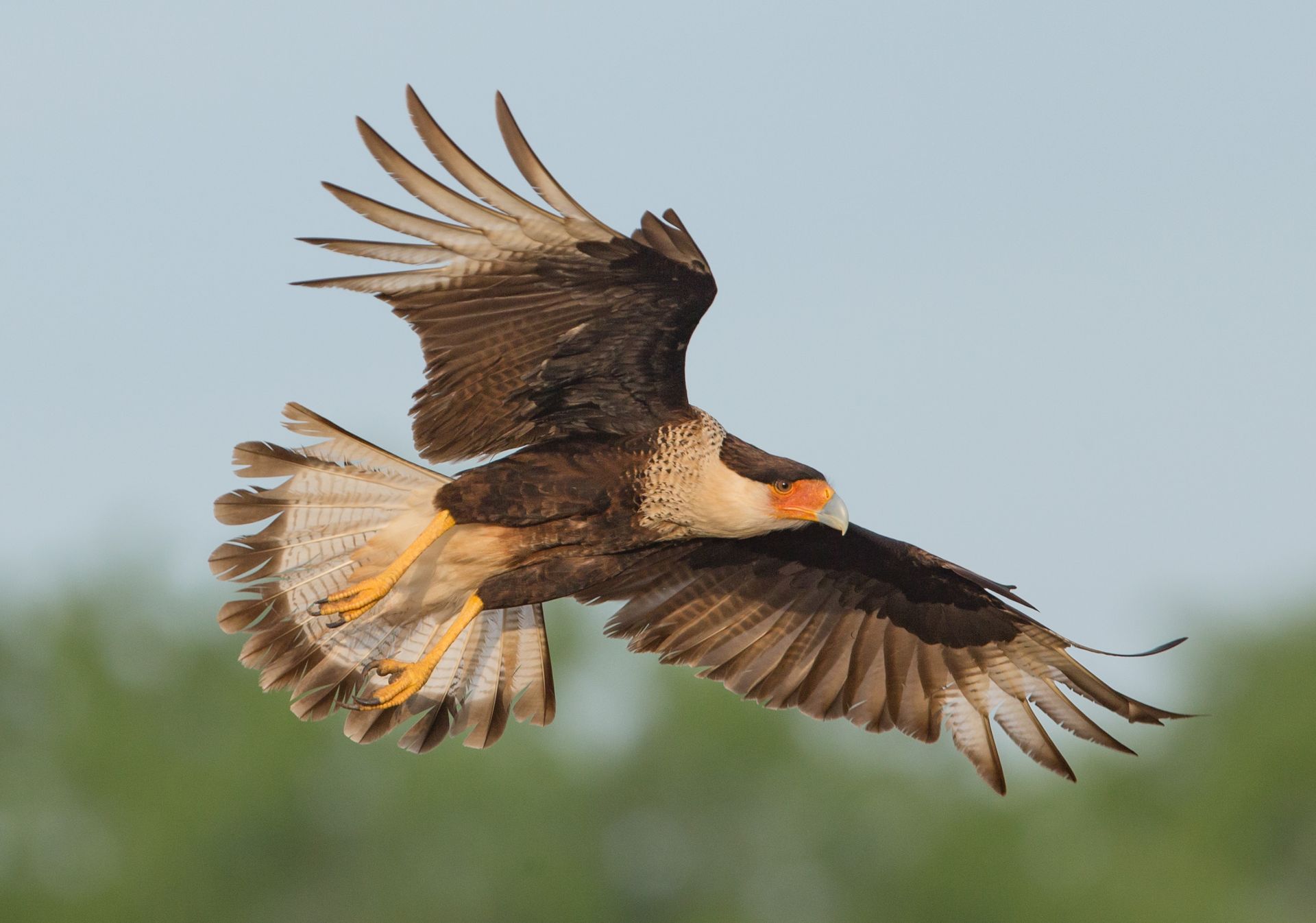 A bird is flying in the sky with its wings spread.