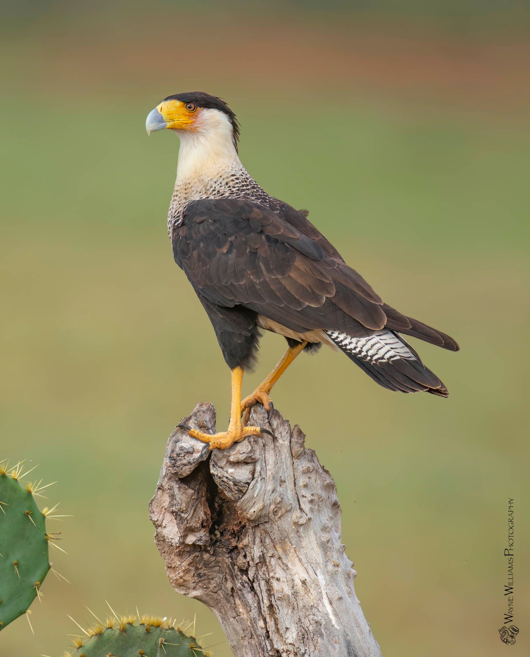 A bird is perched on a tree branch next to a cactus.