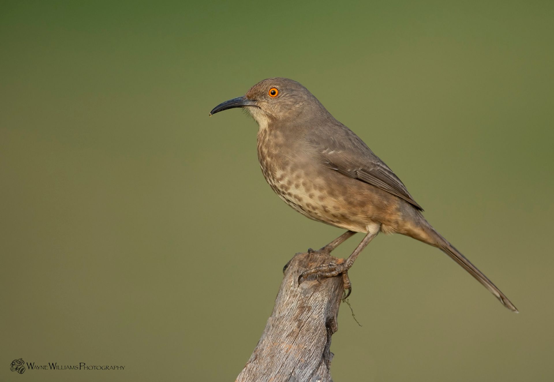 A small brown bird perched on a tree branch