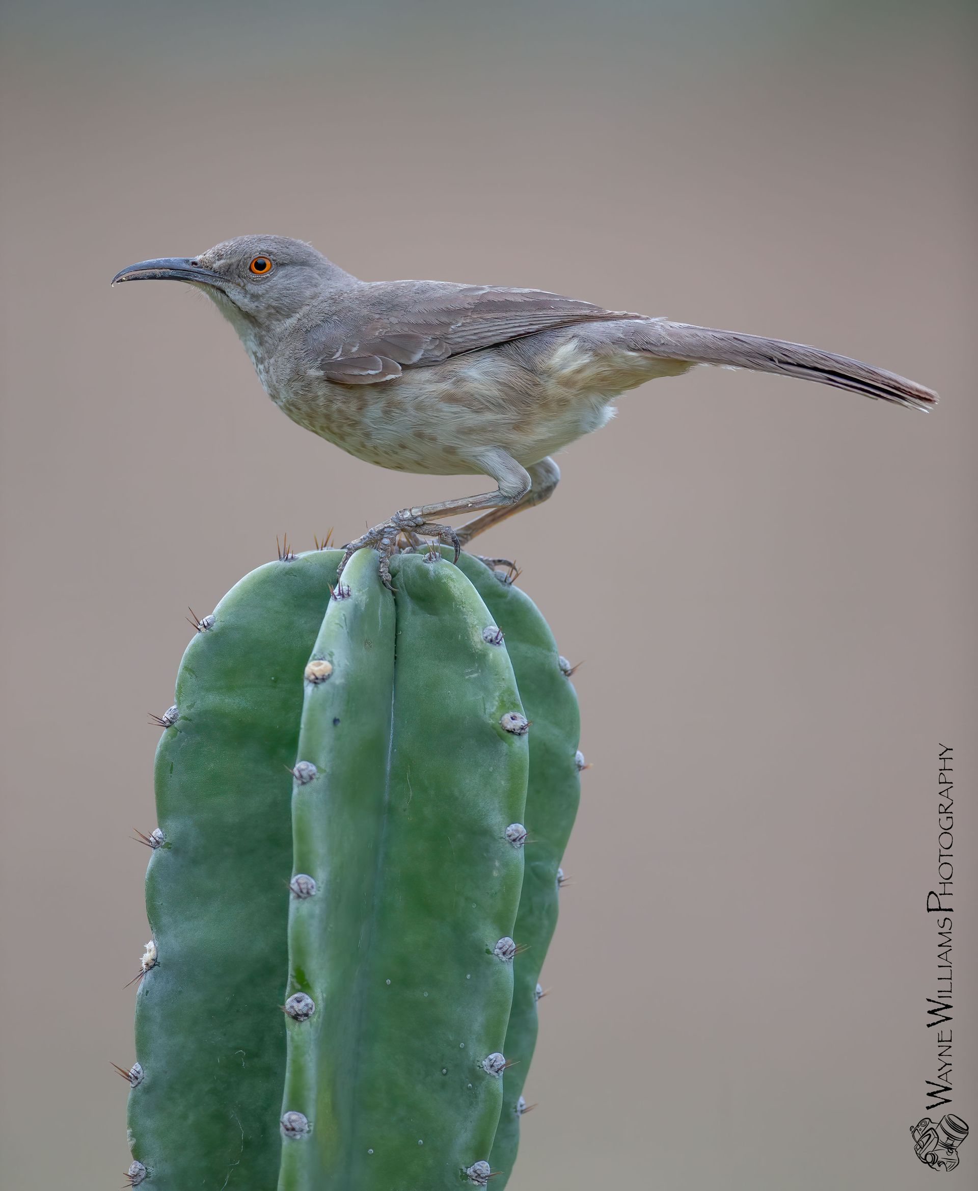 A small bird perched on top of a cactus.