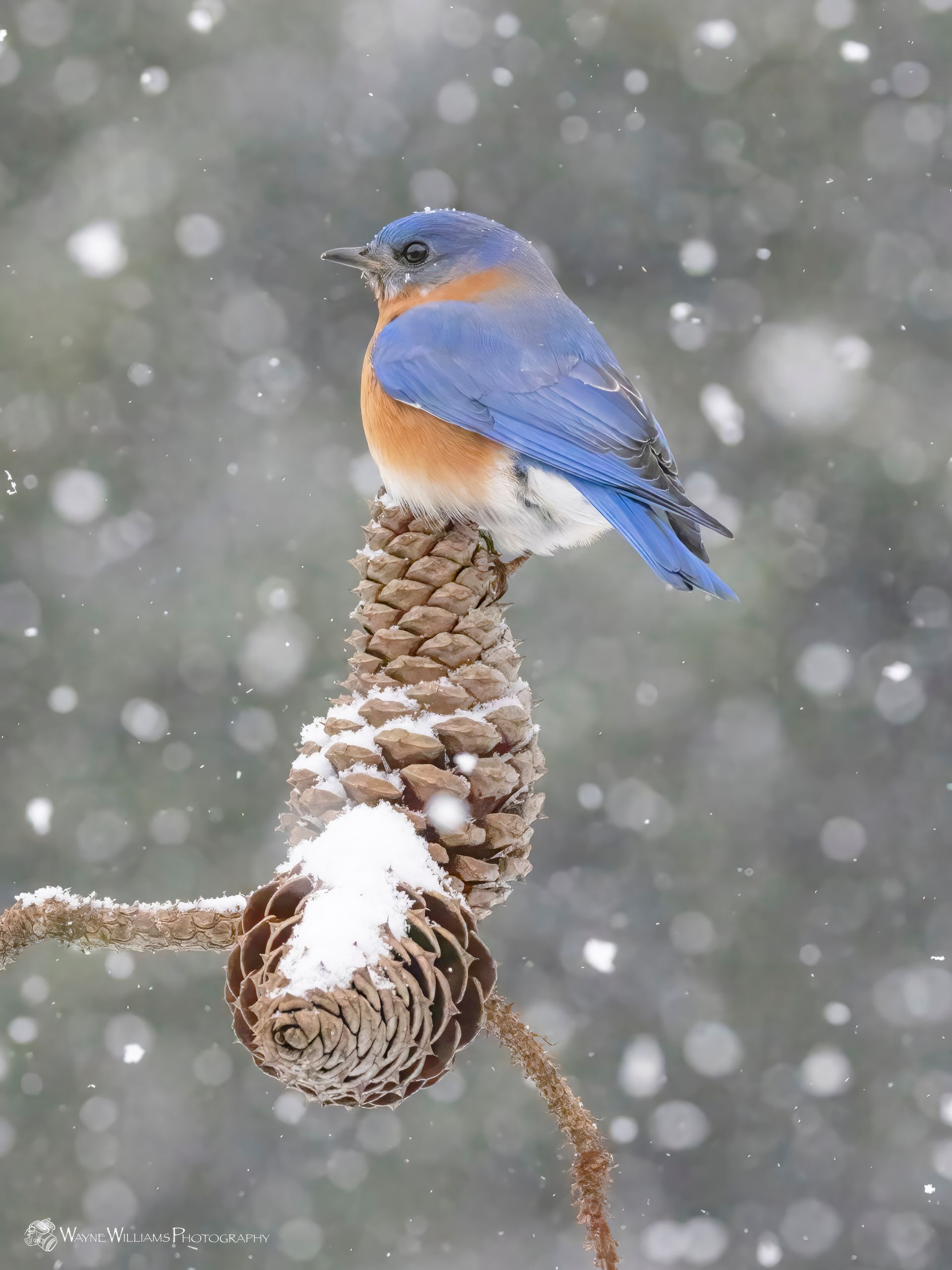 A blue bird perched on a pine cone in the snow