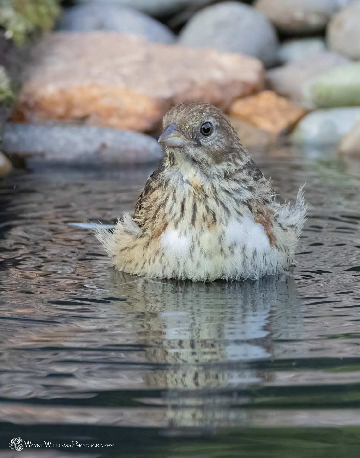 A small bird is taking a bath in a pond.