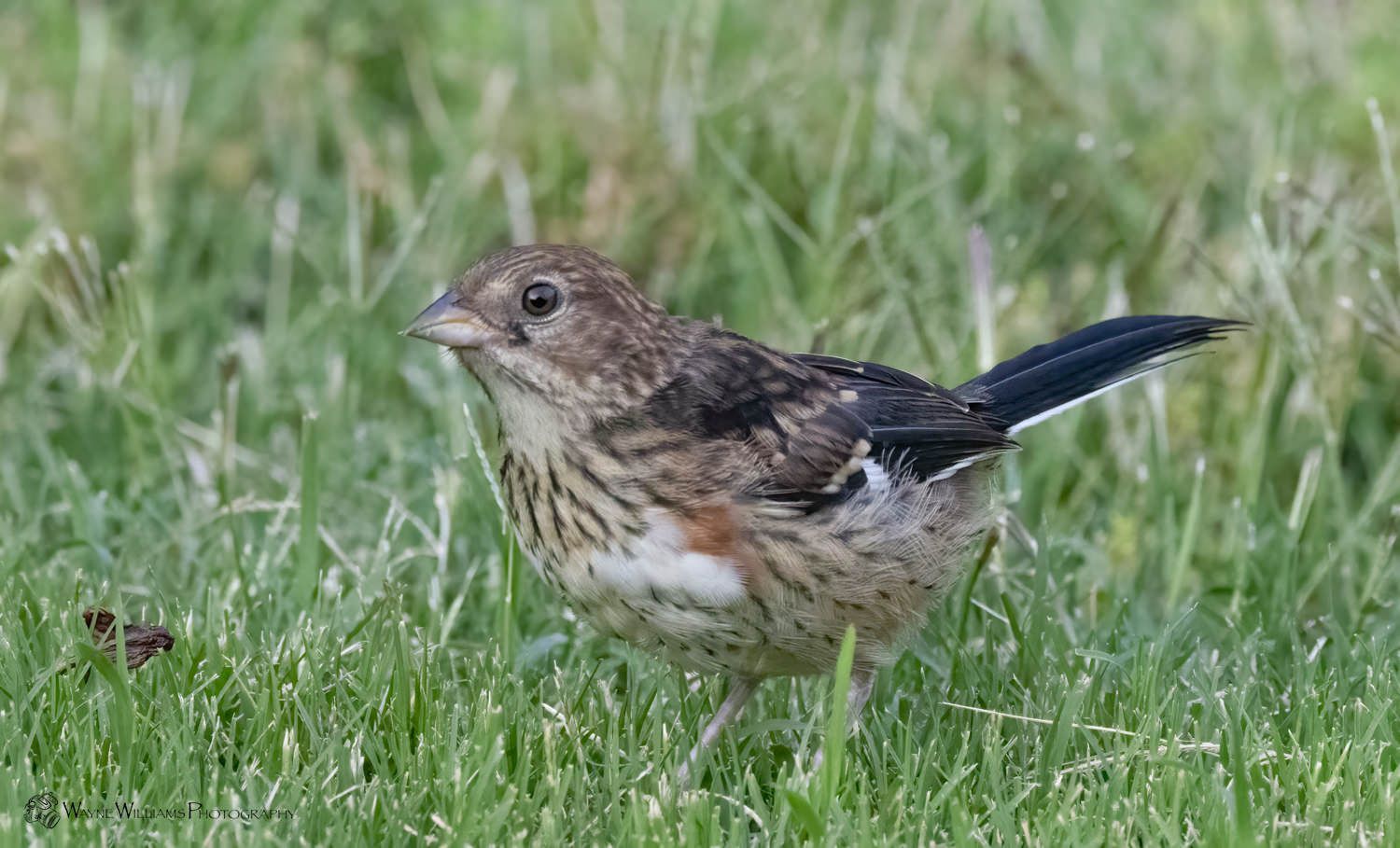 A small bird is standing in the grass.