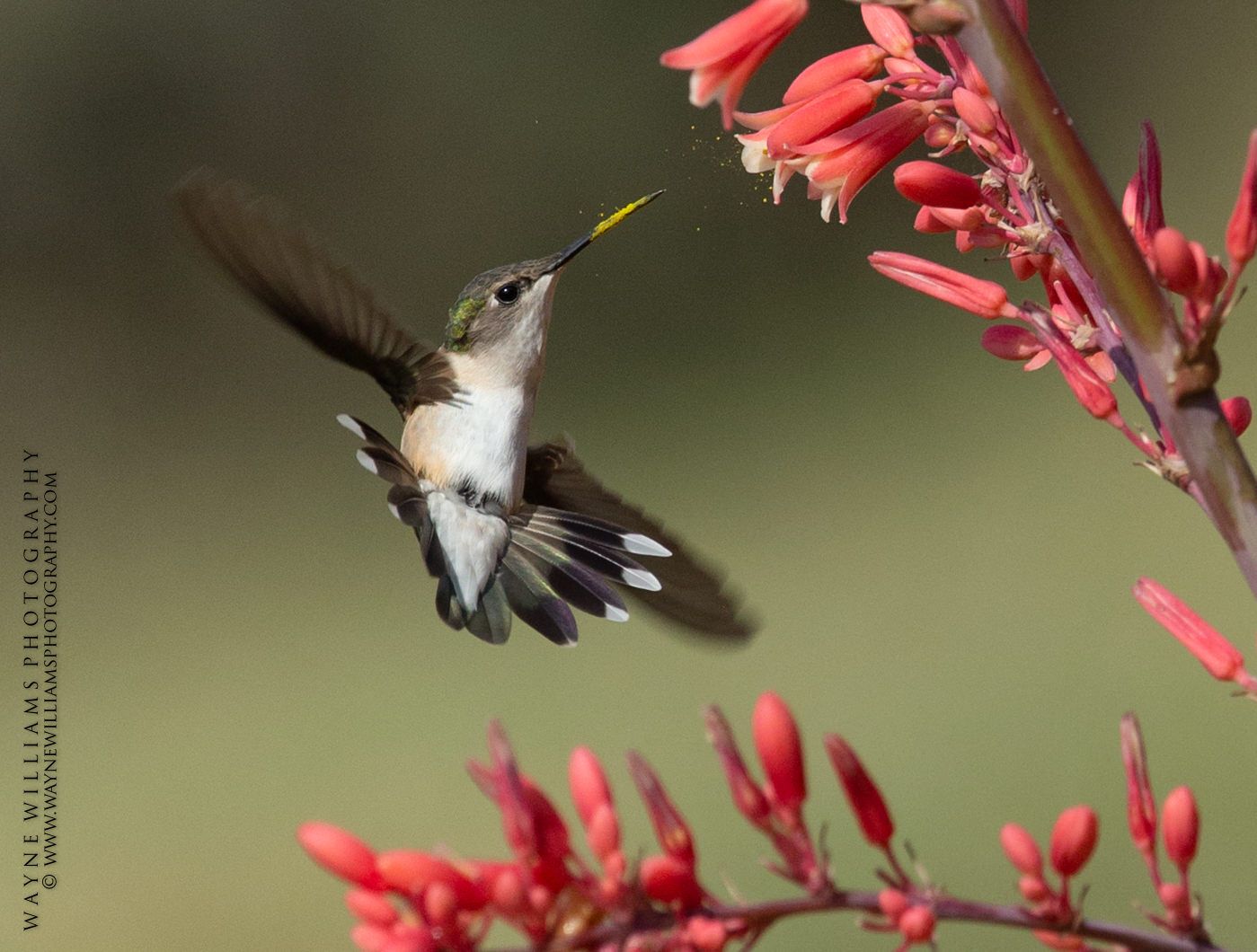 A small bird perched on a branch of a tree.