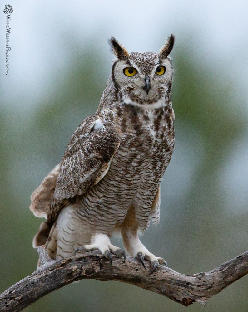 An owl is perched on a tree branch looking at the camera.