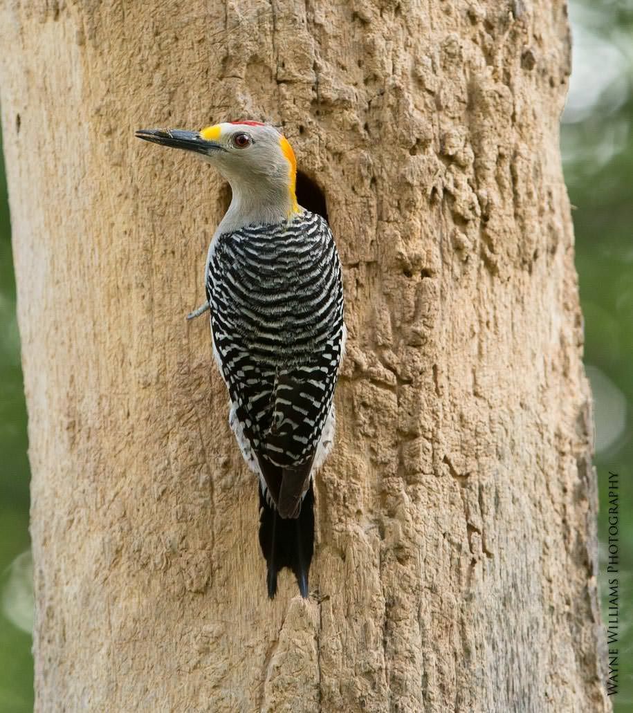 A black and yellow woodpecker is perched on a tree trunk