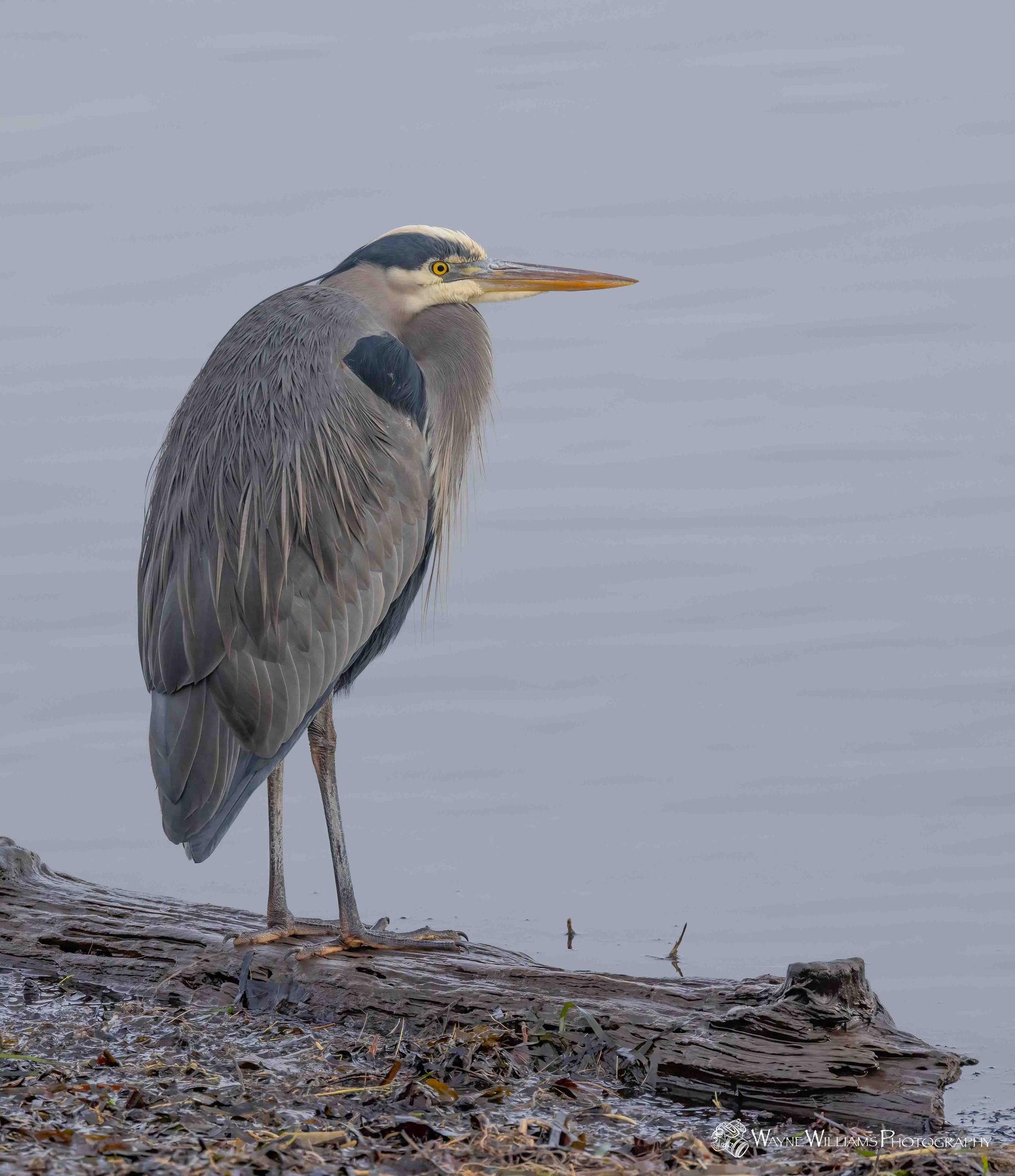 A great blue heron is standing on a log in the water.