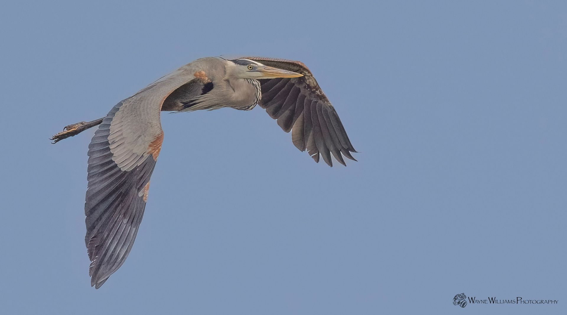 A bird is flying through a blue sky with its wings spread.