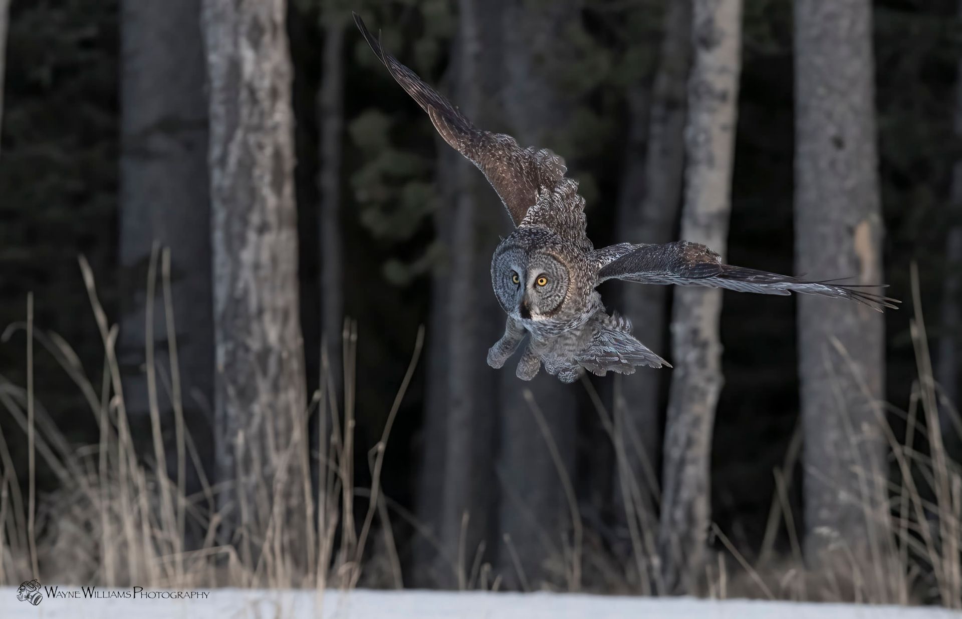 An owl is flying over a snowy field with trees in the background